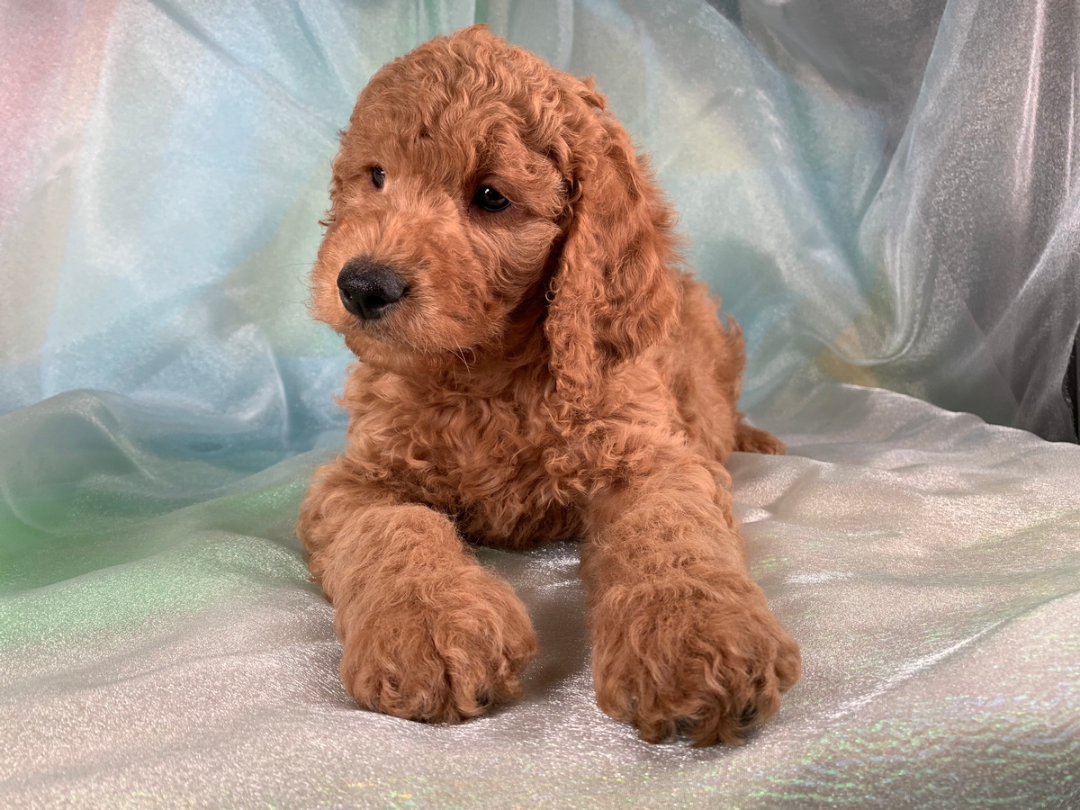 Red Male F1b Miniature Goldendoodle Puppy for Sale DOB 11-8-2019 $1500